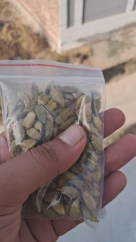 Green Cardmom ( Choti Elaichi)