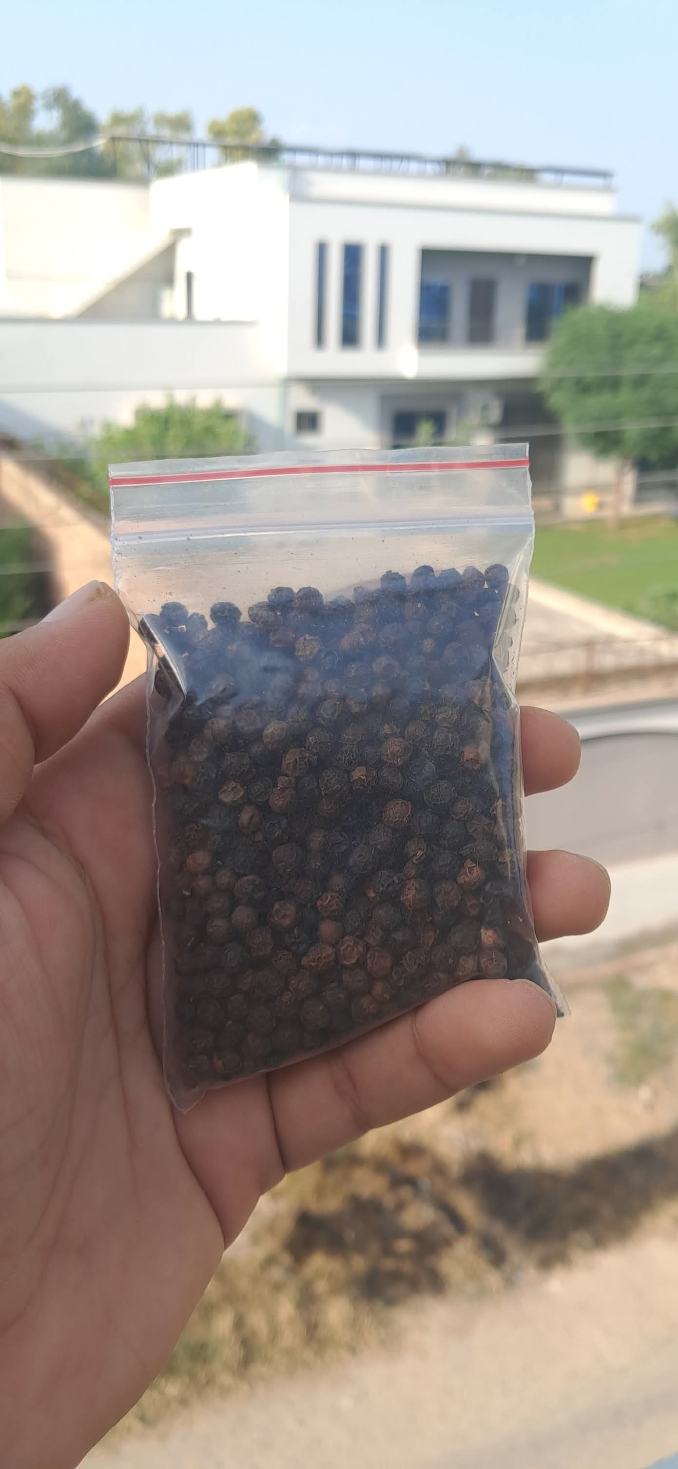 کالی مرچ ثابت